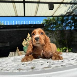 registered Cocker Spaniel Puppies | PostAds PH