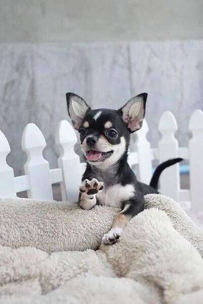   Chihuahua puppies health guaranteed