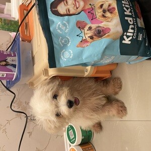 Male Maltipoo | PostAds PH