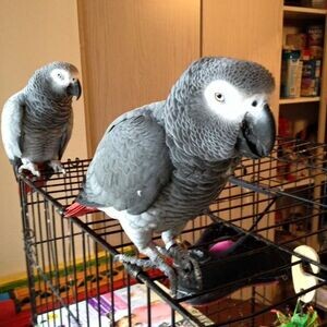 Talking and Singing African Grey Parrots.Viber: 00237 653 81 7429 | PostAds PH