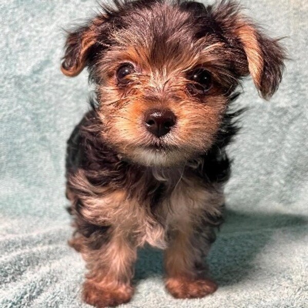 Stunning Teacup Yorkie puppies for adoption. Viber: 00237 653 81 7429