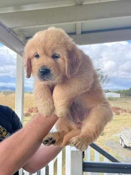 KC reg. Golden Retriever Puppies .Viber: 00237 653 81 7429