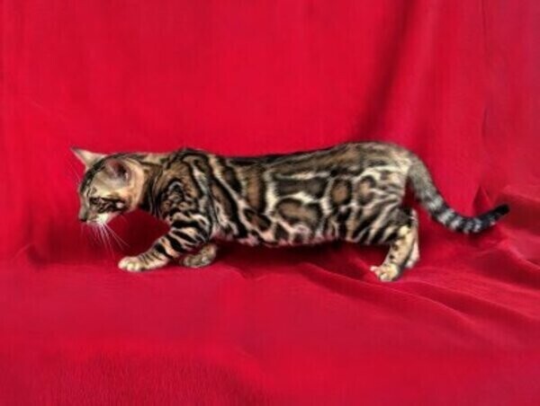 Vet checked Bengal Cats kittens available for sale