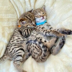 Amazing Bengal Cats kittens available for sale | PostAds PH