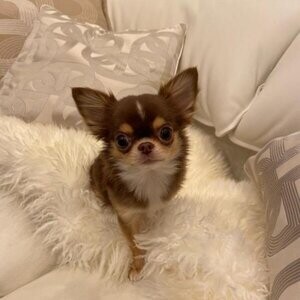 adorable Apple Head Chihuahua Puppies | PostAds PH