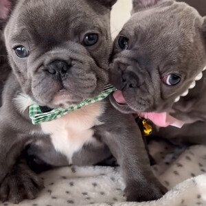 Adorable French bulldog puppies for sale | PostAds PH
