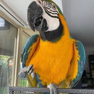 Beautiful Blue and Gold macaw parrots for rehoming | PostAds PH