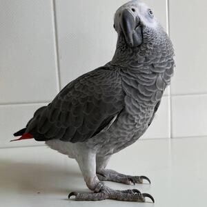 Talking African Grey Parrots available sale | PostAds PH