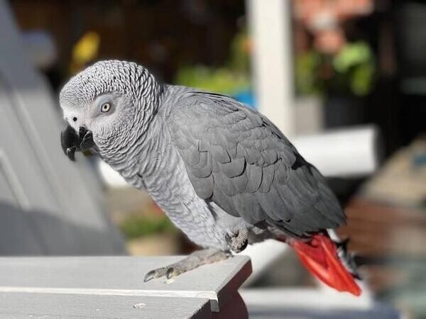 Amazing Talking African Grey Parrots