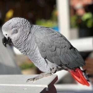Amazing Talking African Grey Parrots | PostAds PH