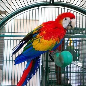 Blue and Gold macaw parrots available for rehoming | PostAds PH