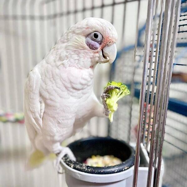 Cute Cockatoo parrots available For Sale