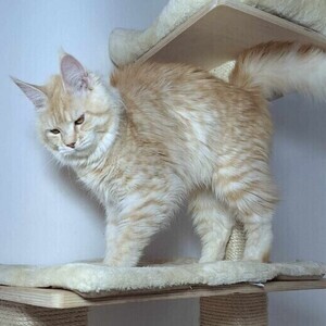 Amazing Maine Coon Kittens for Adoption | PostAds PH