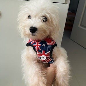 Male maltipoo | PostAds PH