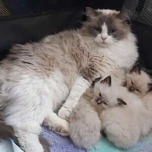 We have some gorgeous ragdoll kittens ready to leave | PostAds PH