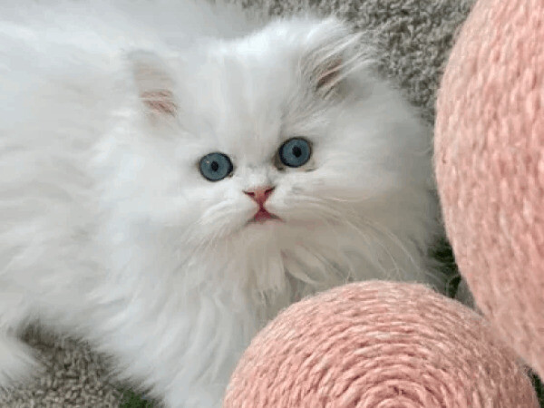 Small Teacup Persian Kittens For Sale Now ready for their new homes con