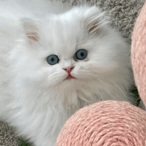 Small Teacup Persian Kittens For Sale Now ready for their new homes con | PostAds PH