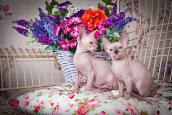 Sphynx kittens for sale, contact us for more information and pictures.