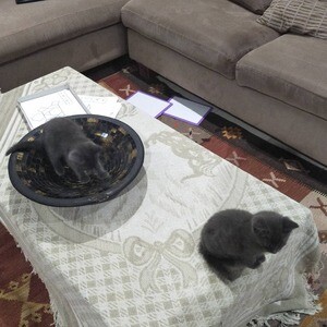 Male and female British Shorthair kittens for rehoming and sale. | PostAds PH