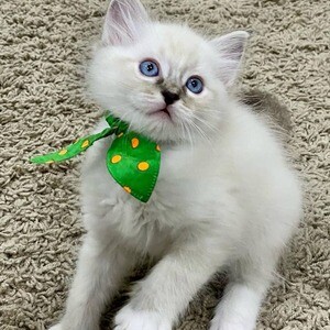 Male and female ragdoll kittens for rehoming and sale. | PostAds PH