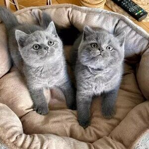 BRITISH SHORTHAIR KITTENS | PostAds PH