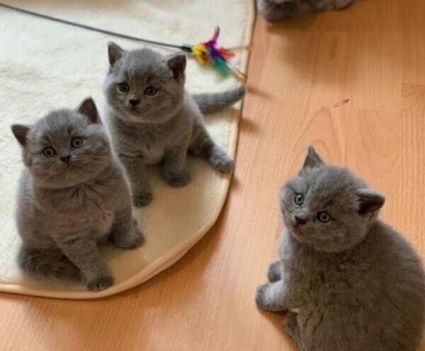 Affectionate British shorthair kittens available now.