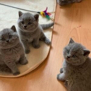 Affectionate British shorthair kittens available now. | PostAds PH