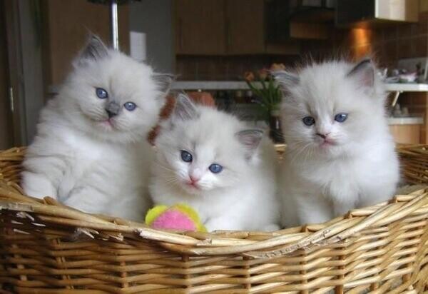 male and female Ragdoll kittens