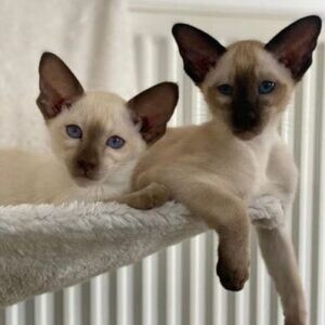 we have a beautiful litter of Siamese kittens | PostAds PH