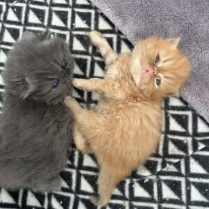 Purebred Persian kittens for sale | PostAds PH