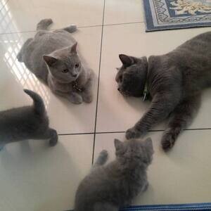 cute and affordable bengal / savannah & british shorthair kittens for s | PostAds PH