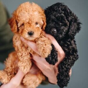 Adorable male and female poodle puppies for adoption. | PostAds PH