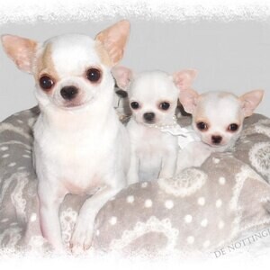 Purebred Chihuahua puppies | PostAds PH