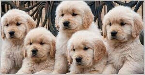 Gorgeous Pedigree Golden Retriever Puppy