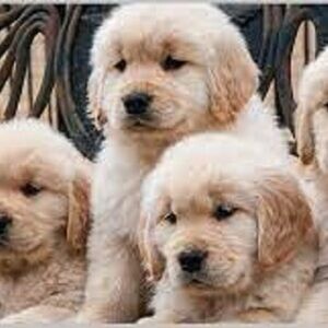 Gorgeous Pedigree Golden Retriever Puppy | PostAds PH