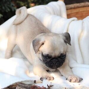 Pug Puppies Now Ready | PostAds PH