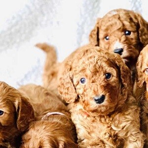 Cockapoo puppies | PostAds PH