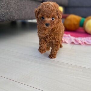 Tea-Cup Poodle For Adoption (viber :+639463422605) | PostAds PH