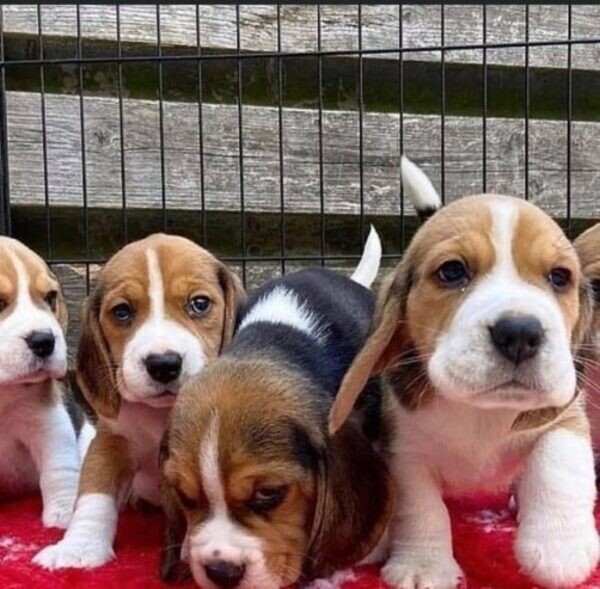 Beautiful Beagle Puppies…(viber :+639463422605)