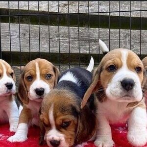 Beautiful Beagle Puppies…(viber :+639463422605) | PostAds PH