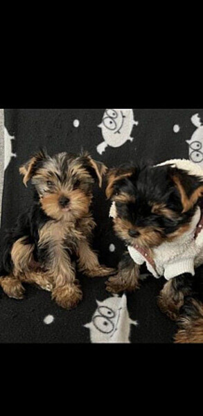 Yorkshire Terrier Puppies