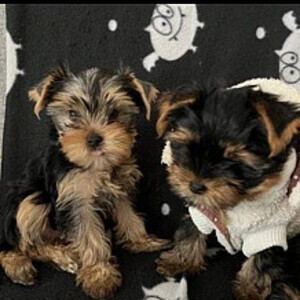 Yorkshire Terrier Puppies | PostAds PH