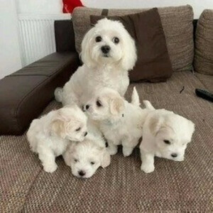 Maltese Puppies For Sale.(viber :+639463422605) | PostAds PH