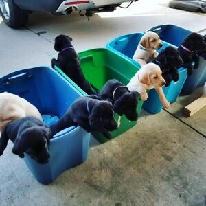 Stunning Litter of Labrador Puppies | PostAds PH