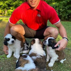 Adorable Saint Bernard Puppies for sale | PostAds PH
