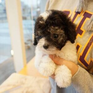 Toy poodle(viber :+639463422605) | PostAds PH