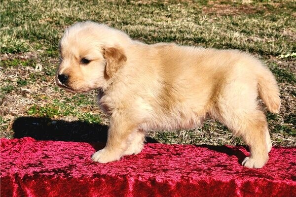 Adorable Golden Retriever Puppies For Sale