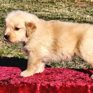 Adorable Golden Retriever Puppies For Sale | PostAds PH