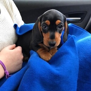 Cute dachshunds puppies available for sale | PostAds PH