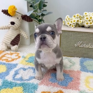 Frenchie Bulldog | PostAds PH